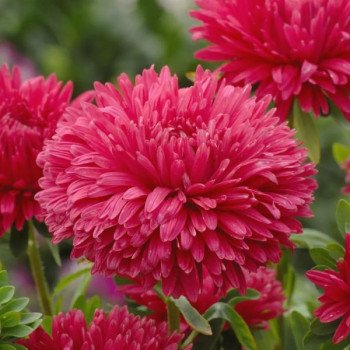 Астра Аполлония красная (red) /5 г/ *W.Legutko*