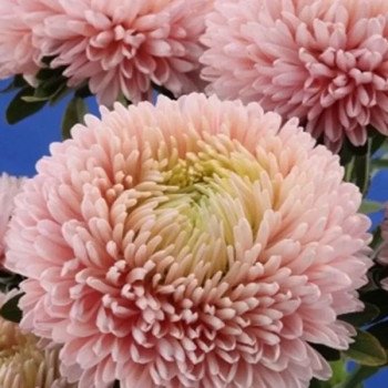 Астра Аполлония эпл блоссом (apple blossom) /5 г/ *W.Legutko*