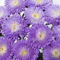 Айстра Арлекін біло-блакитна (light blue) /2 г/ *Satimex*