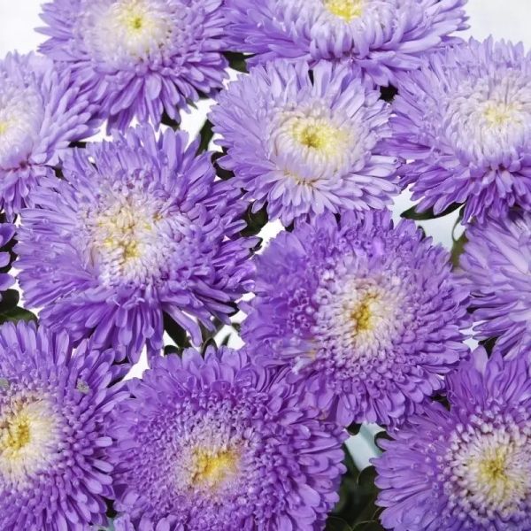 Насіння айстри Арлекін біло-блакитна (light blue) /2 г/ *Satimex*