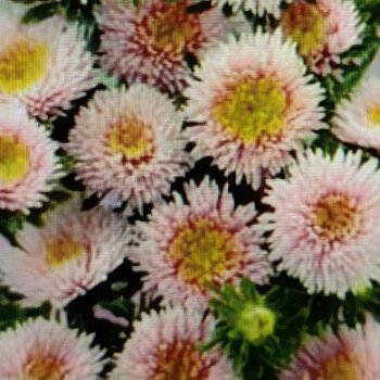 Астра Арлекин бело-розовая (light rose) /2 г/ *Satimex*