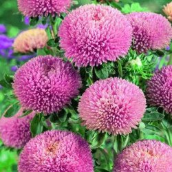 Айстра Балун лілово-рожева (purple-pink) /1 г/ *Satimex*