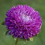 Айстра Балун пурпурова (purple) /1 г/ *Satimex*
