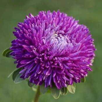 Астра Балун пурпурная (purple) /1 г/ *Satimex*