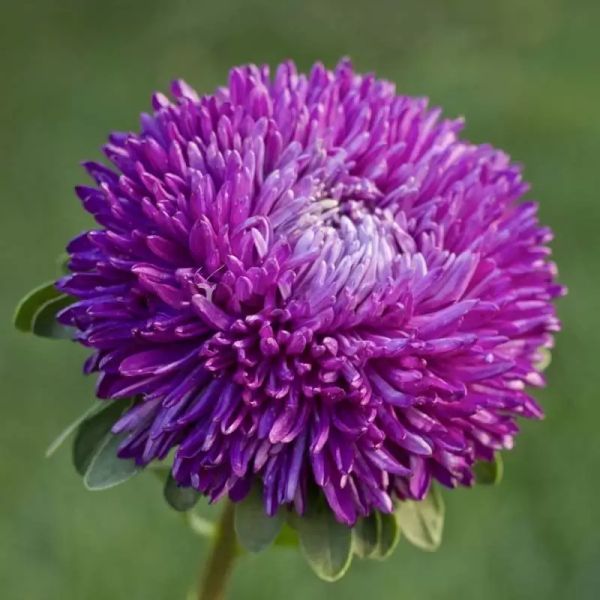 Насіння айстри Балун пурпурова (purple) /1 г/ *Satimex*