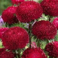 Айстра Балун рубіново-червона (ruby-red) /1 г/ *Satimex*