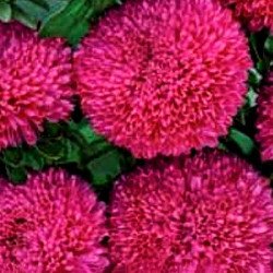 Айстра Балун темно-рожева (dark pink) /1 г/ *Satimex*