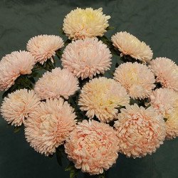 Айстра Балун шампань (champagne) /1 г/ *Satimex*