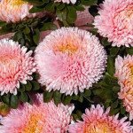 Астра Балун епл блоссом (apple blossom) /1 г/ *Satimex*