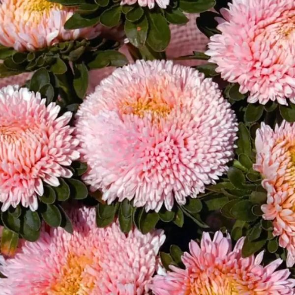 Насіння айстри Балун епл блоссом (apple blossom) /1 г/ *Satimex*