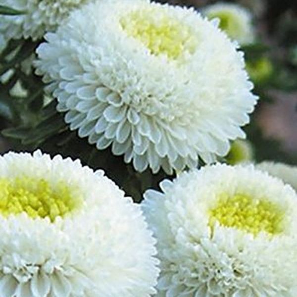 Насіння айстри Болеро біла (white) /5 г/ *W.Legutko*