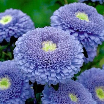 Астра Болеро голубая (blue) /5 г/ *W.Legutko*