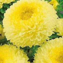 Айстра Болеро жовта (yellow) /5 г/ *W.Legutko*