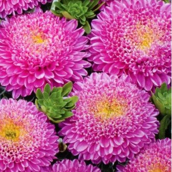 Астра Болеро розовая (pink) /5 г/ *W.Legutko*