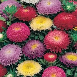 Айстра Болеро суміш (mix) /5 г/ *W.Legutko*