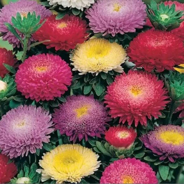 Семена астры Болеро смесь (mix) /5 г/ *W.Legutko*