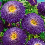 Айстра Болеро темно-синя (dark blue) /5 г/ *W.Legutko*