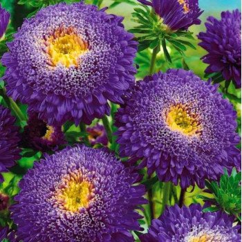 Астра Болеро темно-синяя (dark blue) /5 г/ *W.Legutko*