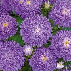 Айстра Болеро фіолетова (purple) /5 г/ *W.Legutko*