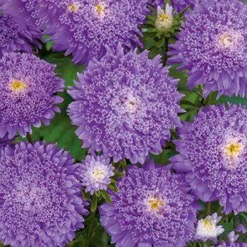 Астра Болеро фиолетовая (purple) /5 г/ *W.Legutko*