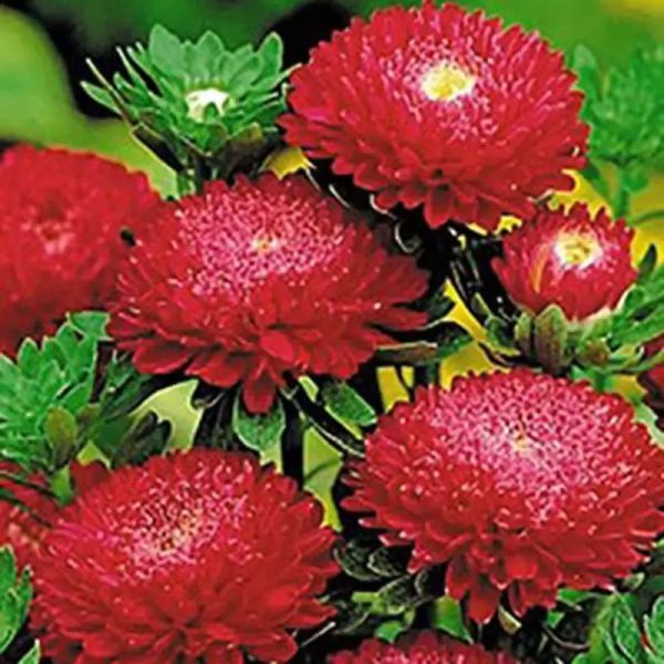 Насіння айстри Болеро червона (red) /5 г/ *W.Legutko*