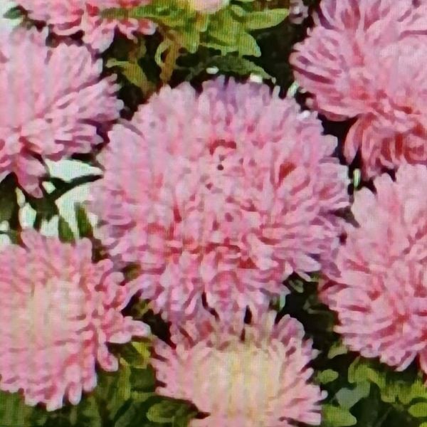 Насіння айстри Б'ютіфул Дей рожева (rose) /2 г/ *Satimex*