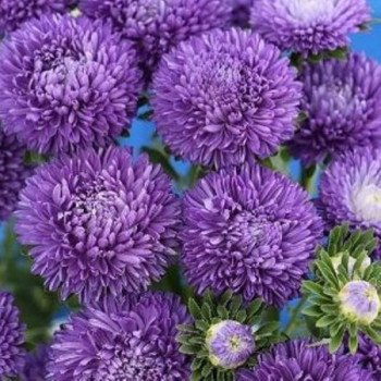 Астра Бьютифул Дей темно-синяя (dark blue) /2 г/ *Satimex*