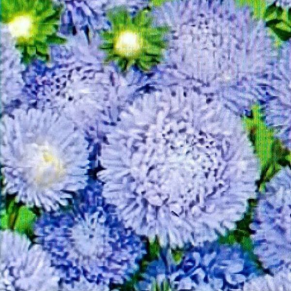 Насіння айстри Б'ютіфул Дей світло-блакитна (light blue) /2 г/ *Satimex*