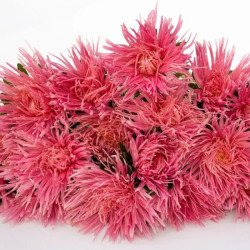 Астра Валькирия лососевая (salmon) /2 г/ *Satimex*