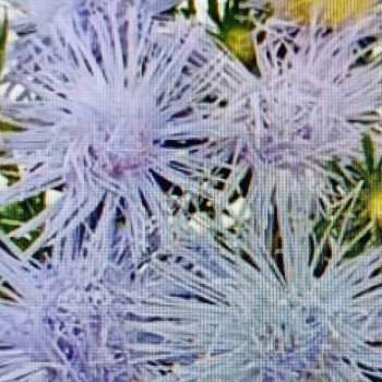 Астра Валькирия виолет блу (violet blue) /2 г/ *Satimex*