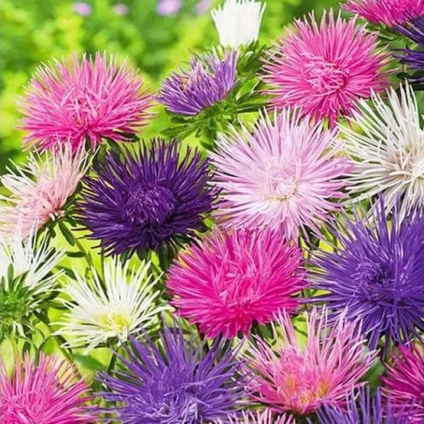 Насіння айстри Валькірія пастель формула мікс (pastel formula mix) /2 г/ *Satimex*