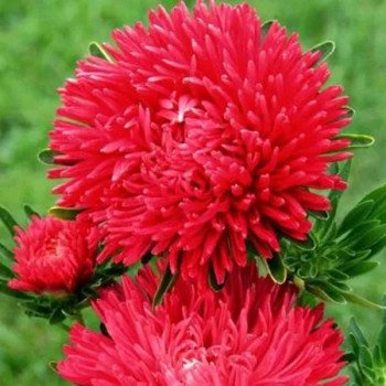 Астра Гала скарлет (scarlet) /1.000 семян/ *Benary*