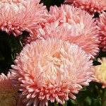 Айстра Леді Корал голд салмон (gold salmon) /1 г/ *Satimex*