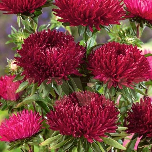 Насіння айстри Леді Корал діп ред (deep red) /1 г/ *Satimex*