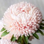 Астра Леди Корал шами (chamois) /1 г/ *Satimex*