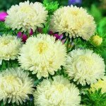 Астра Леди Корал крим вайт (cream white) /1 г/ *Satimex*