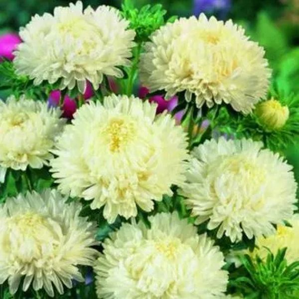 Насіння айстри Леді Корал крім вайт (cream white) /1 г/ *Satimex*