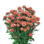 Астра Мацумото априкот (apricot) /2500 семян/ *Sakata*
