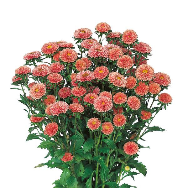 Насіння айстри Мацумото апрікот (apricot) /2500 насінин/ *Sakata*