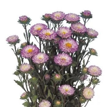 Астра Мацумото блу тайпд вайт (blue tipped white) /2.500 семян/ *Sakata*