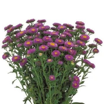 Астра Мацумото лайт блу (light blue) /2.500 семян/ *Sakata*