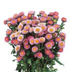 Айстра Мацумото рожева (pink) /2.500 насінин/ *Sakata*