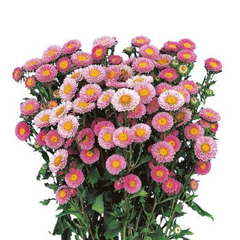 Астра Мацумото розовая (pink) /2.500 семян/ *Sakata*