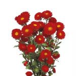Айстра Мацумото червона (red) /2.500 насінин/ *Sakata*