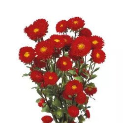 Айстра Мацумото червона (red) /2.500 насінин/ *Sakata*