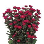 Айстра Мацумото роуз (rose) /2.500 насінин/ *Sakata*