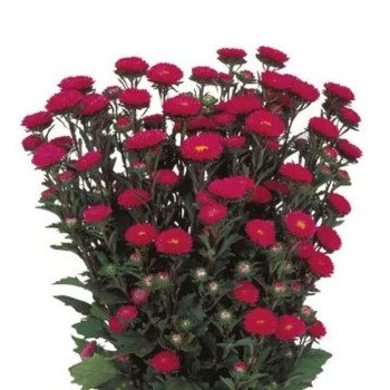 Астра Мацумото роуз (rose) /2.500 семян/ *Sakata*