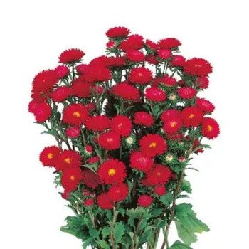 Астра Мацумото скарлет (scarlet) /2.500 семян/ *Sakata*