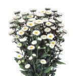 Айстра Мацумото біла (white) /2.500 насінин/ *Sakata*