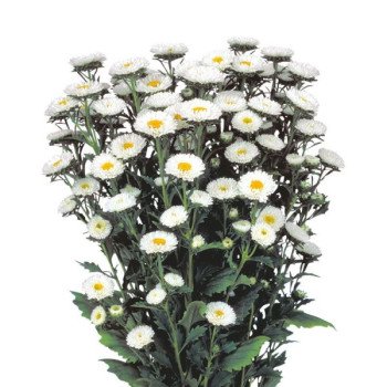 Астра Мацумото белая (white) /2.500 семян/ *Sakata*